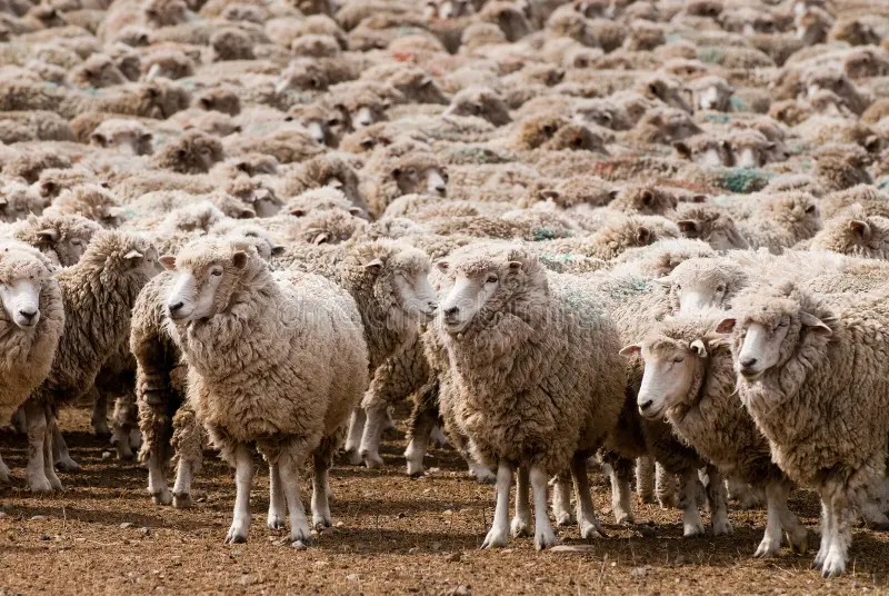 Patagonia: El scrapie trae a mal traer a la producción ovina, sobre todo a la cadena frigorífica