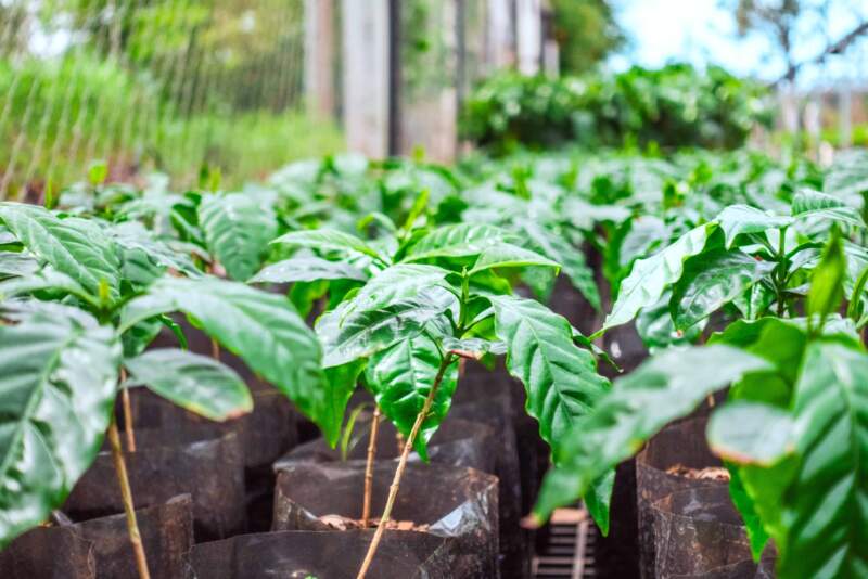 Café en Misiones, el camino del regreso